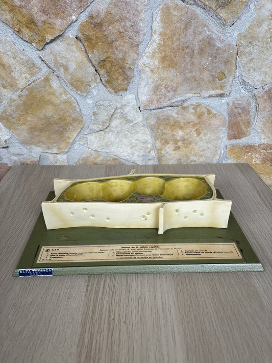 Modello Didattico Scientifico Somso Made In Germany -Cellule Vegetali-