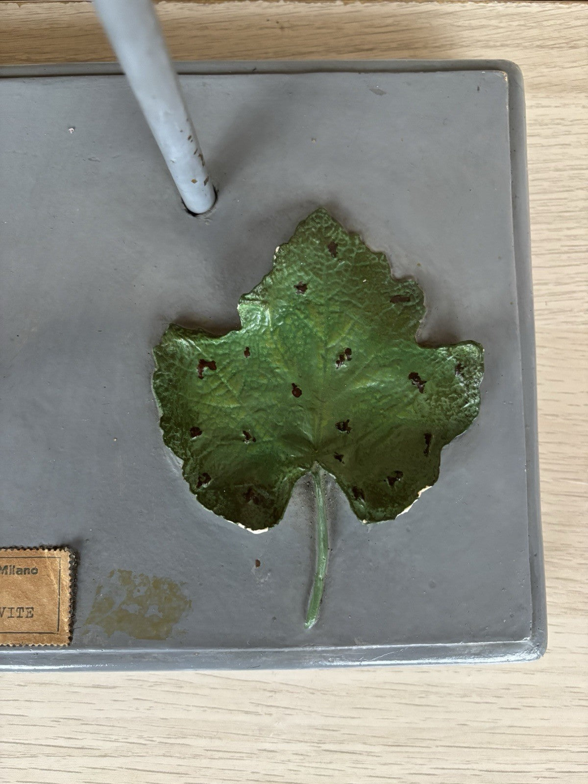 Modello Didattico Vintage