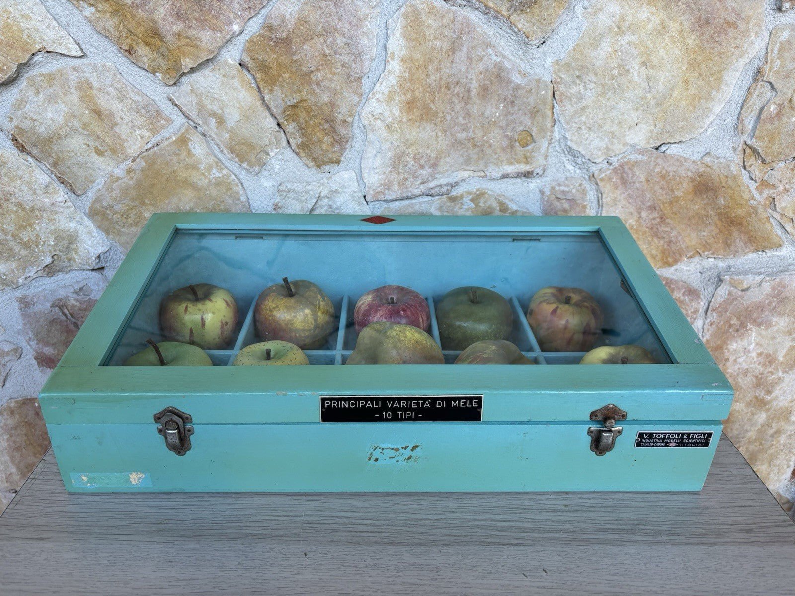 Modello Didattico- Principali Varietà Di Mele- Toffoli E Figli