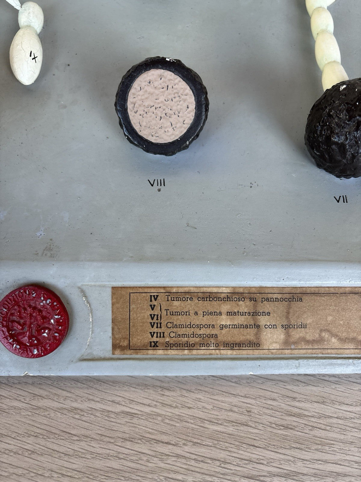 Modello Didattico, Scientifico E Botanico Paravia Vintage
