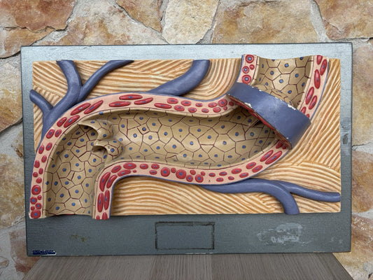 Modello Didattico Vintage - Arteria-