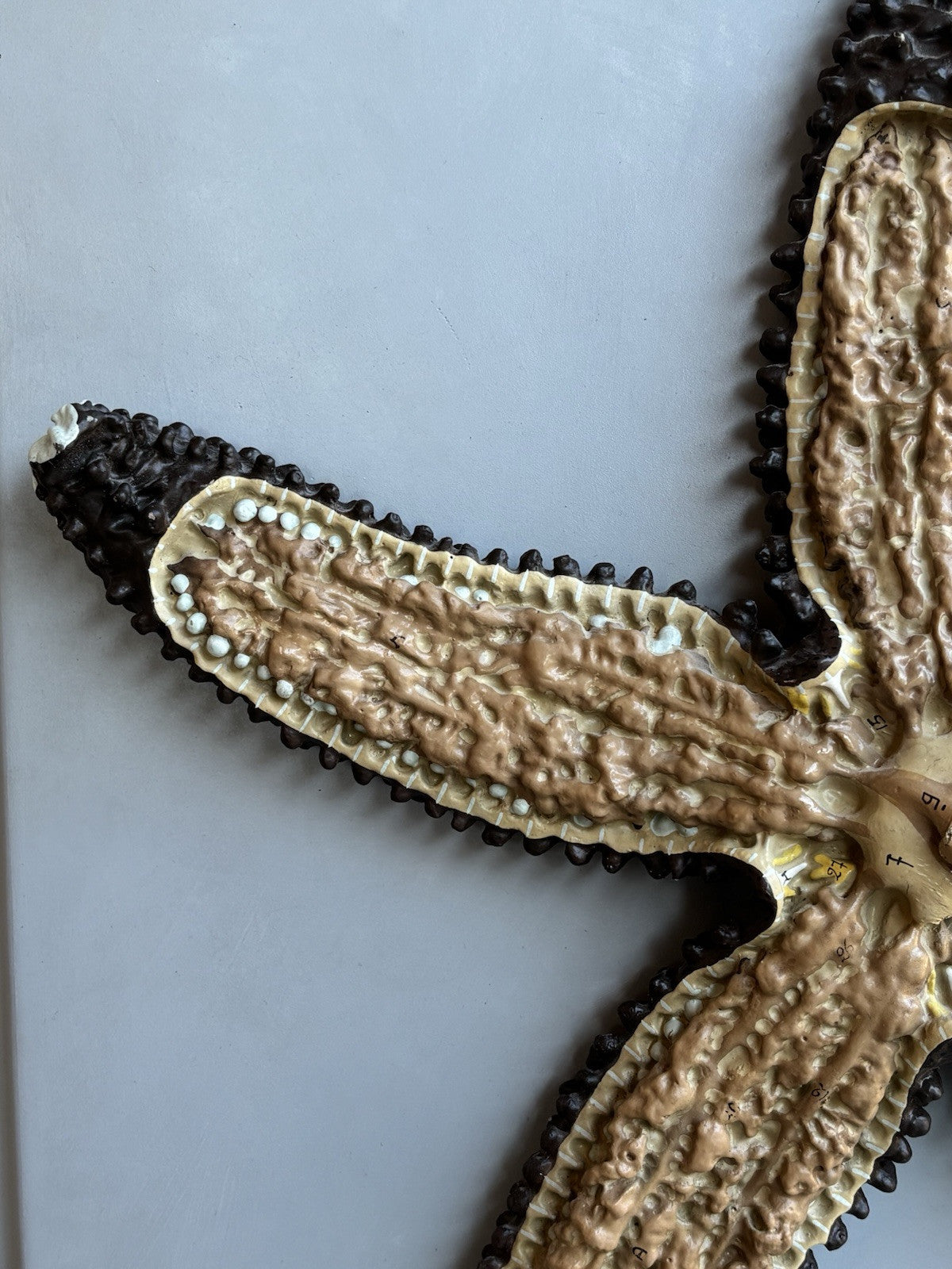 Stella Marina- Produzione Scientifica Paravia, Modello Didattico Vintage