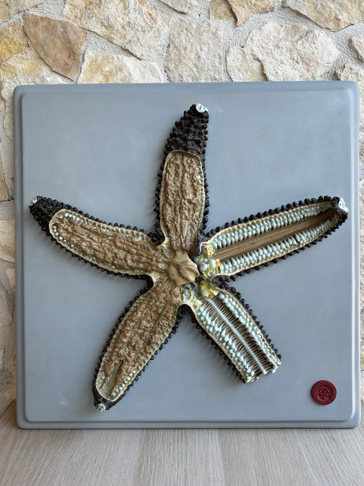 Stella Marina- Produzione Scientifica Paravia, Modello Didattico Vintage