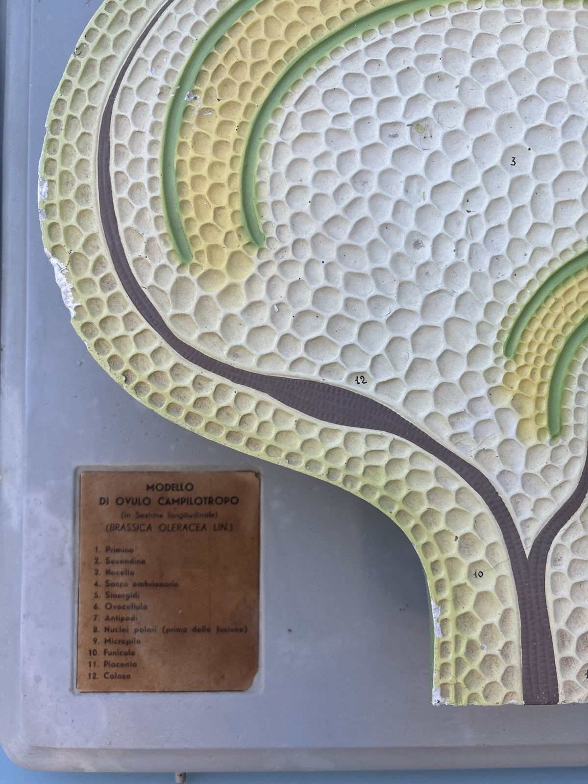 Coppia Di Modelli Dadattici Paravia - Botanico E Pianta Erbacea