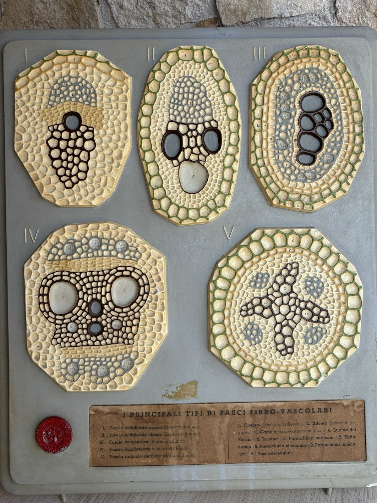 Modello Didattico, Scientifico E Botanico Paravia Vintage