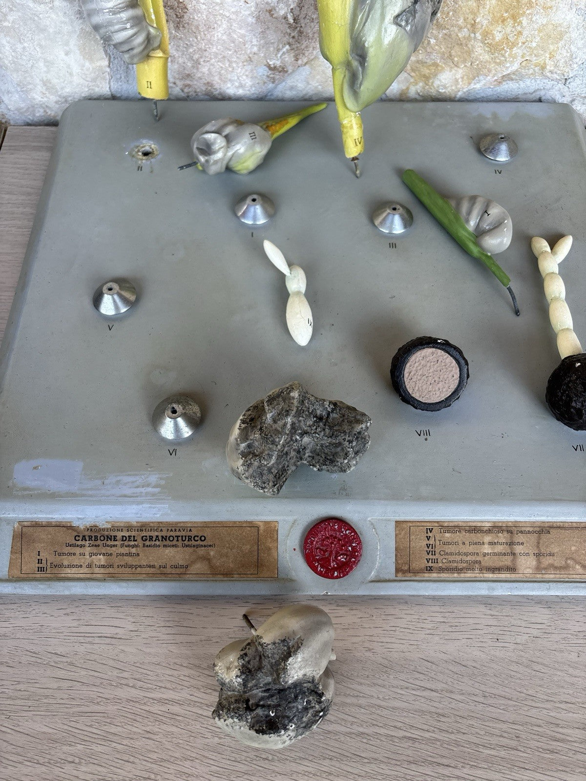 Modello Didattico, Scientifico E Botanico Paravia Vintage