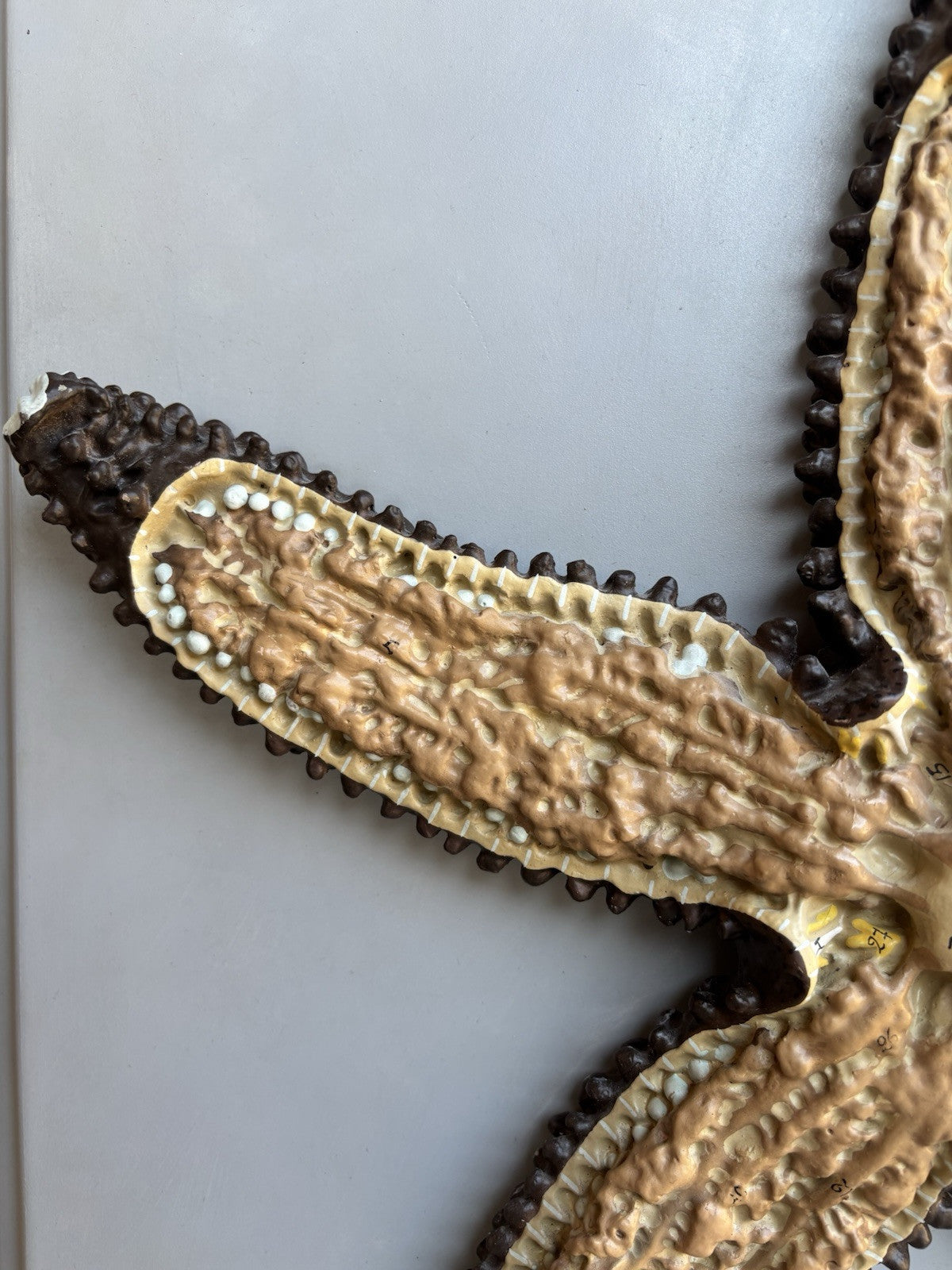 Stella Marina- Produzione Scientifica Paravia, Modello Didattico Vintage