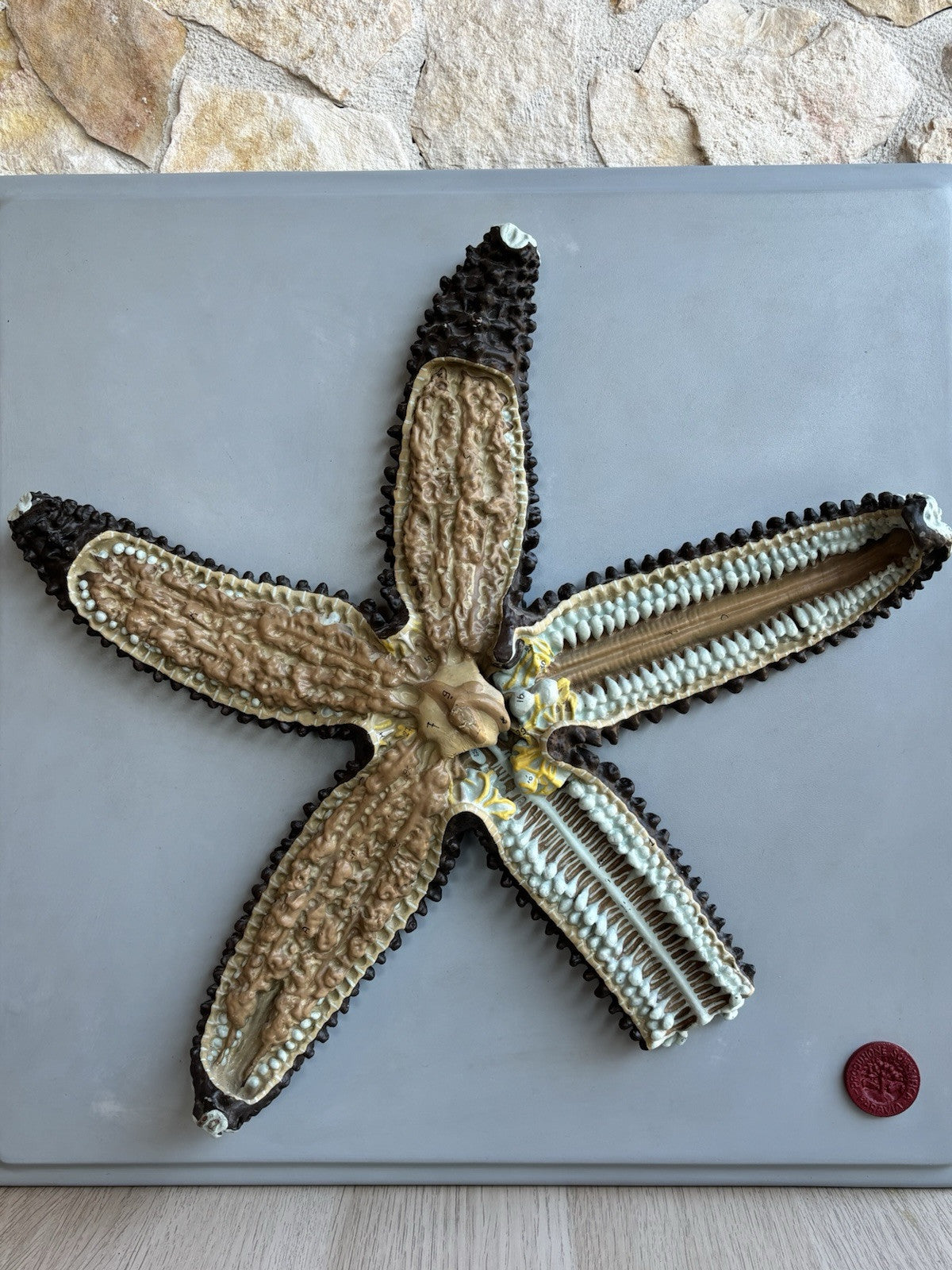 Stella Marina- Produzione Scientifica Paravia, Modello Didattico Vintage