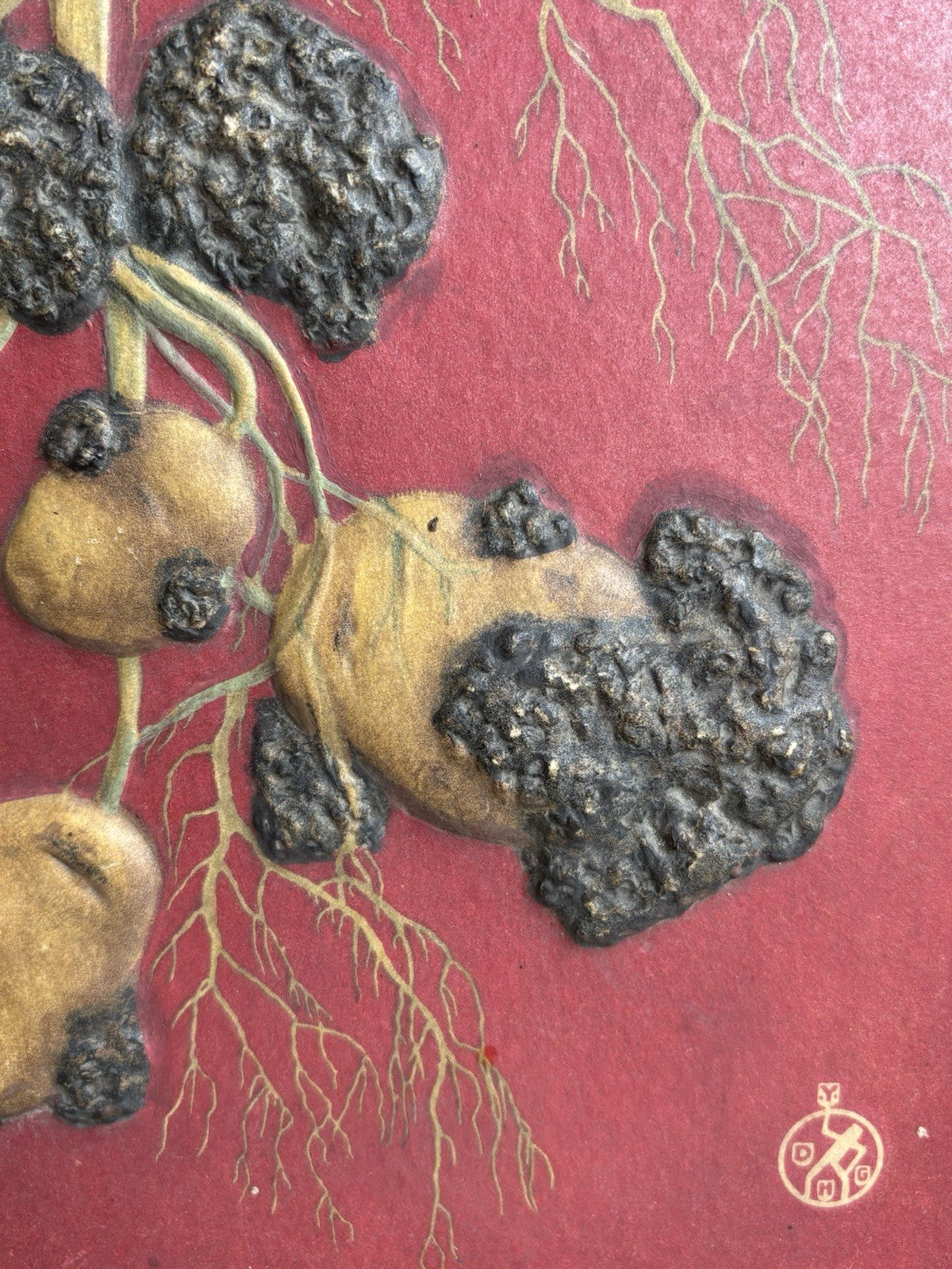 Pannello Modello Didattico Vintage -Malattia Della Patata, rogna verrucosa-