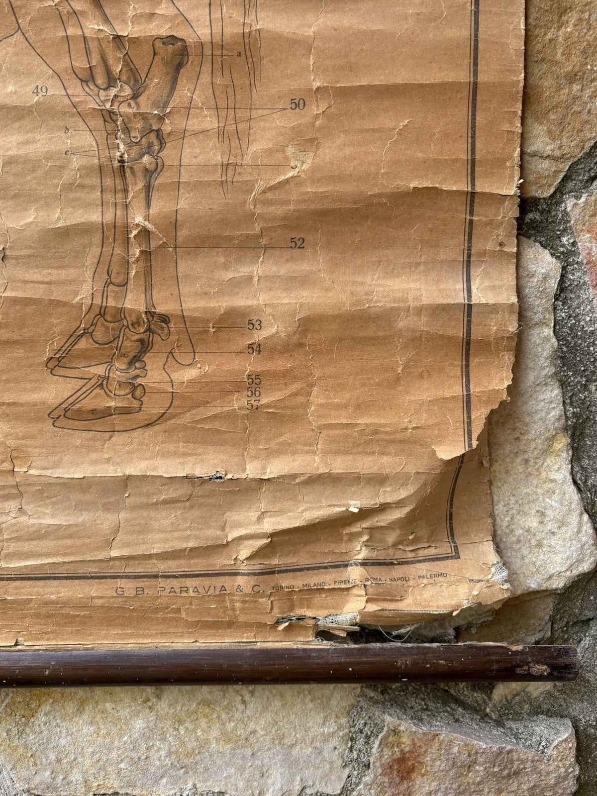 Tavola Parietale Vintage Paravia, La Vacca