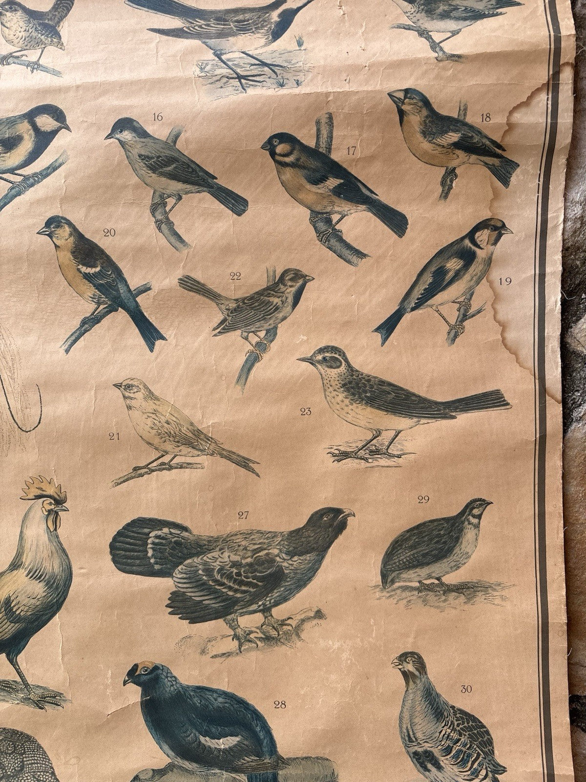 Tavola Parietale Vintage Paravia, Uccelli