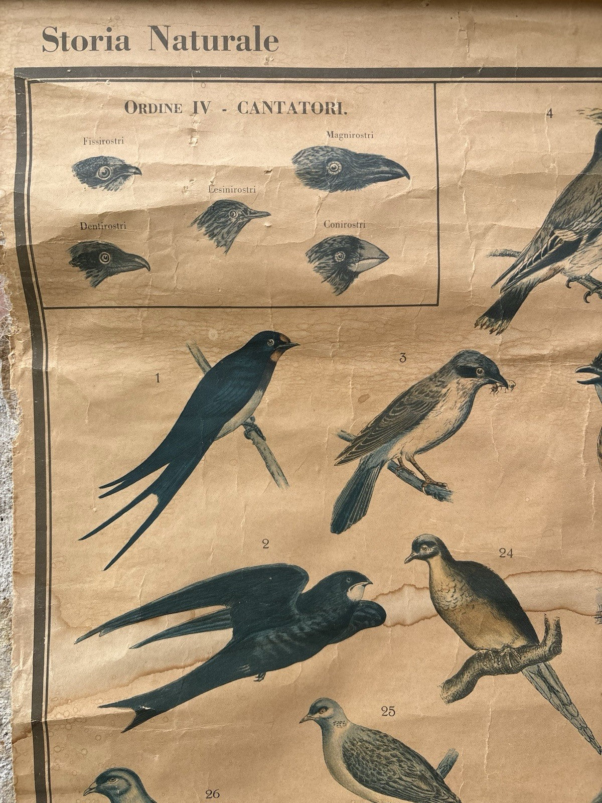 Tavola Parietale Vintage Paravia, Uccelli