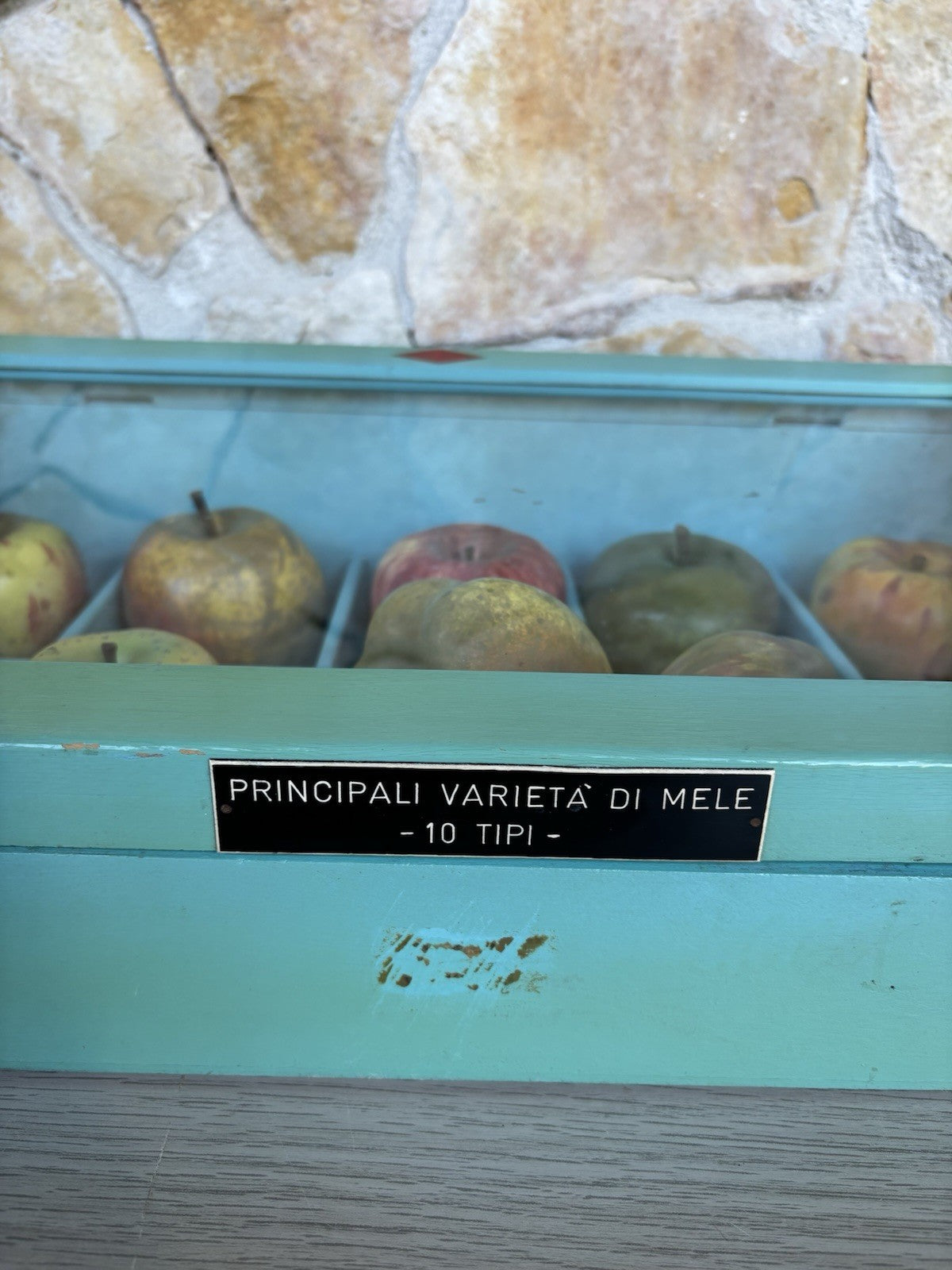 Modello Didattico- Principali Varietà Di Mele- Toffoli E Figli