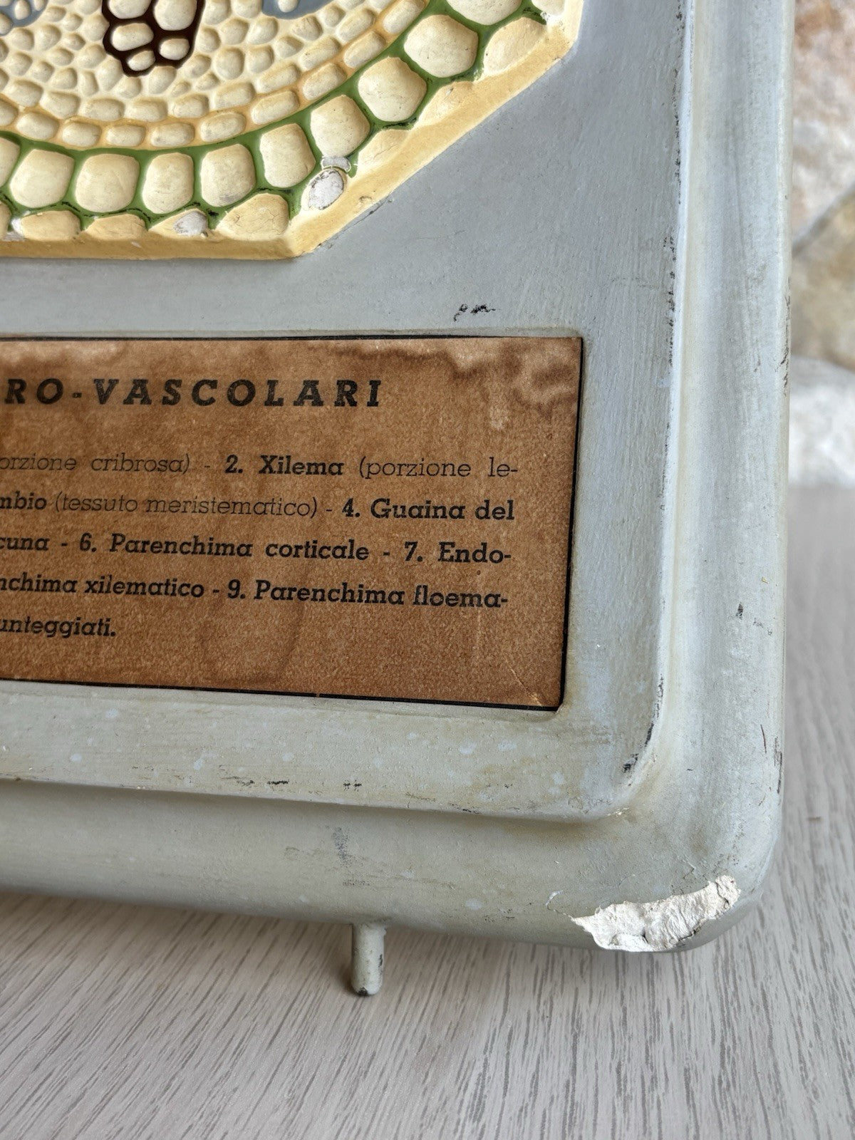 Modello Didattico, Scientifico E Botanico Paravia Vintage