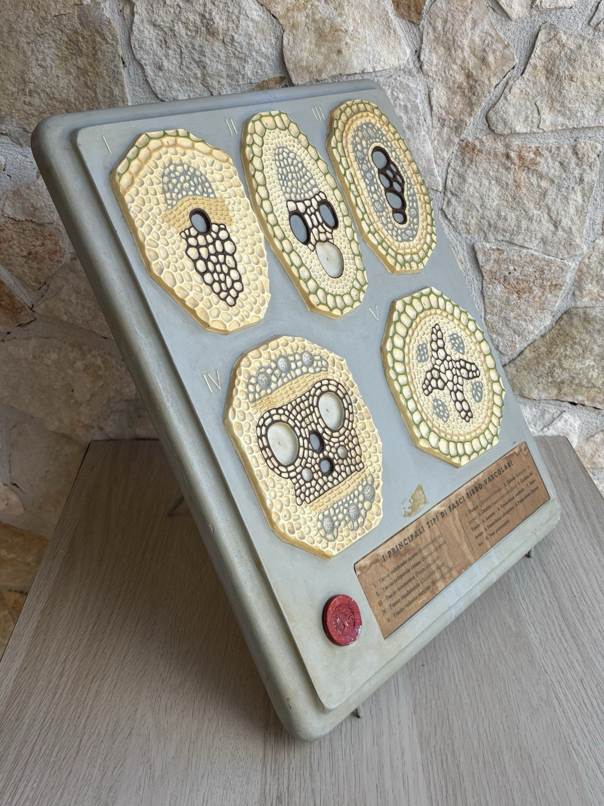 Modello Didattico, Scientifico E Botanico Paravia Vintage