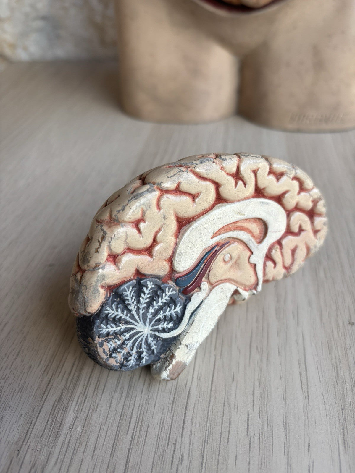 Modello Didattico Scientifico Busto Paravia