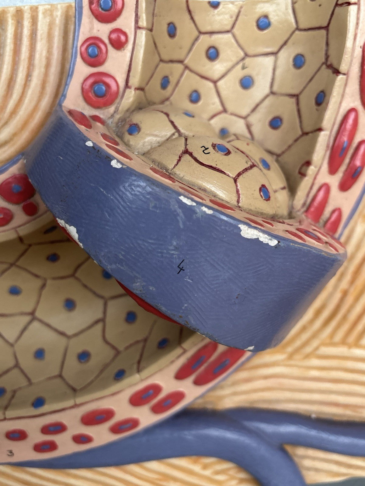 Modello Didattico Vintage - Arteria-