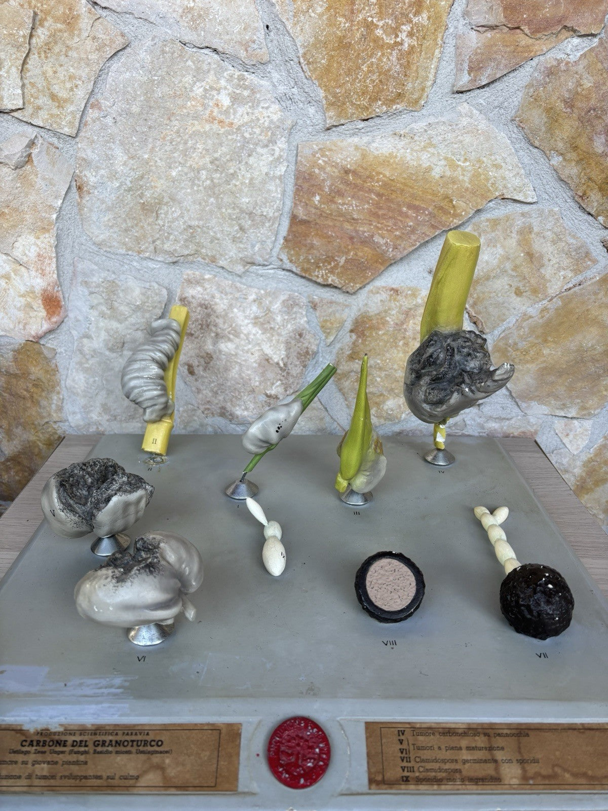 Modello Didattico, Scientifico E Botanico Paravia Vintage