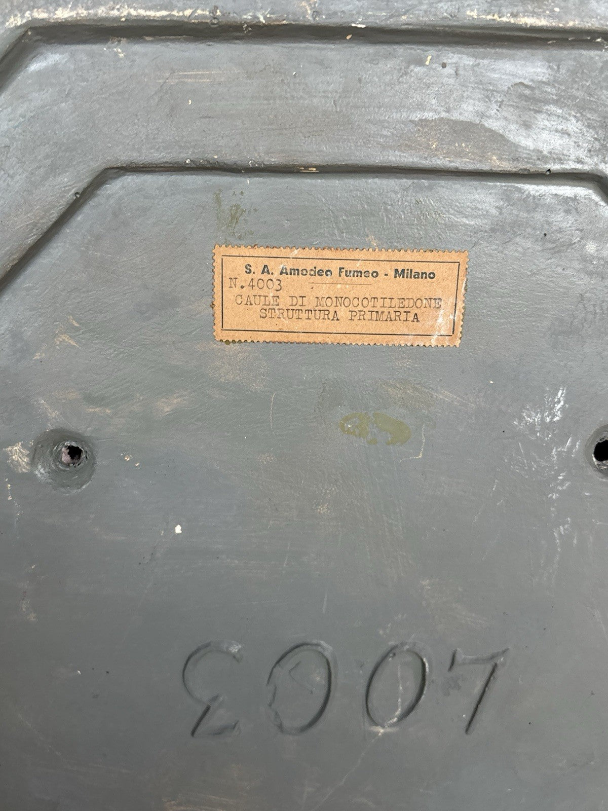 Modello Didattico/Botanico Vintage, Amedeo Fumeo Milano-