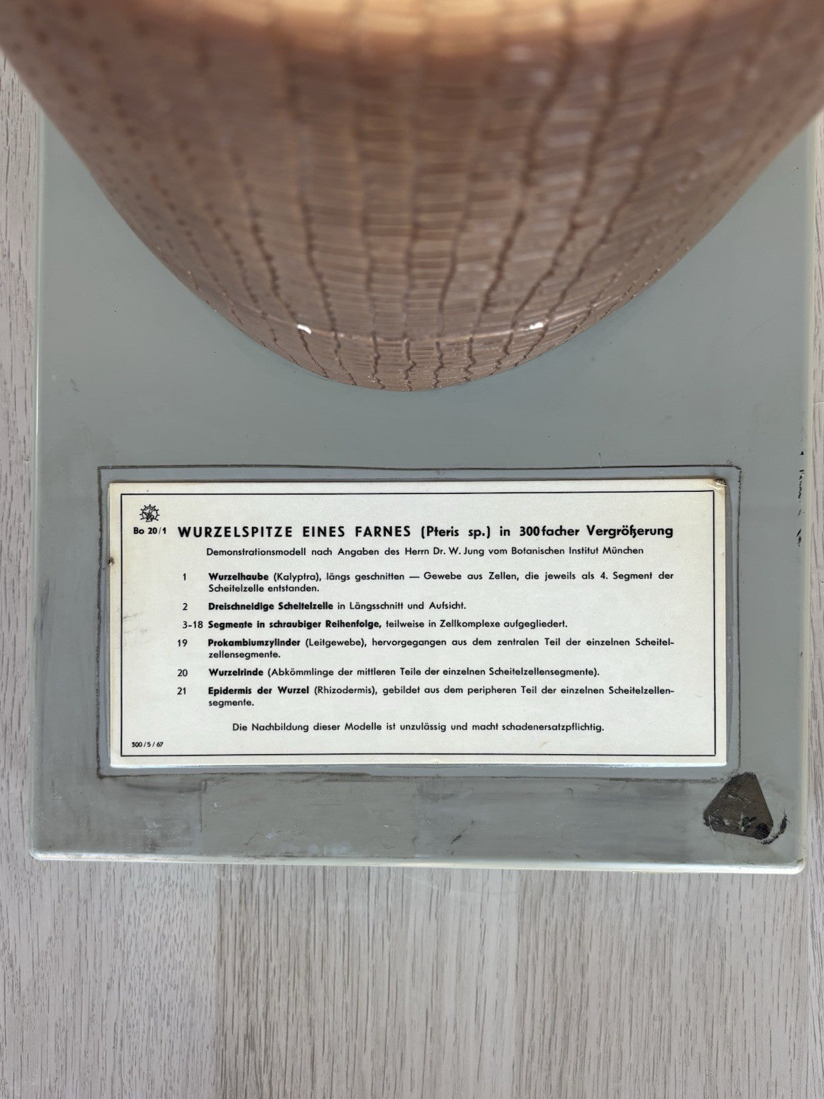 Modello Didattico/ Botanico, Somso Made In Germany