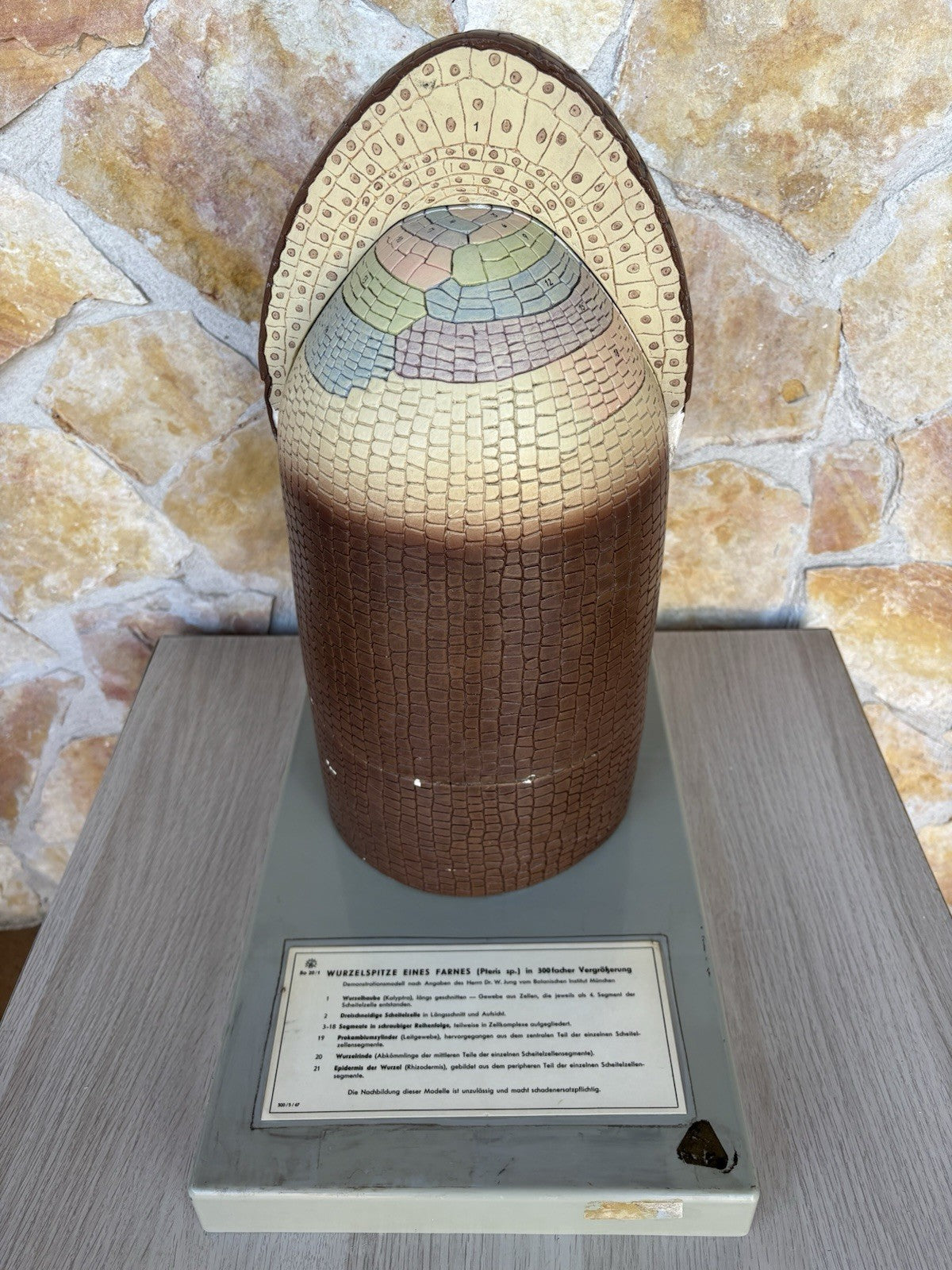 Modello Didattico/ Botanico, Somso Made In Germany