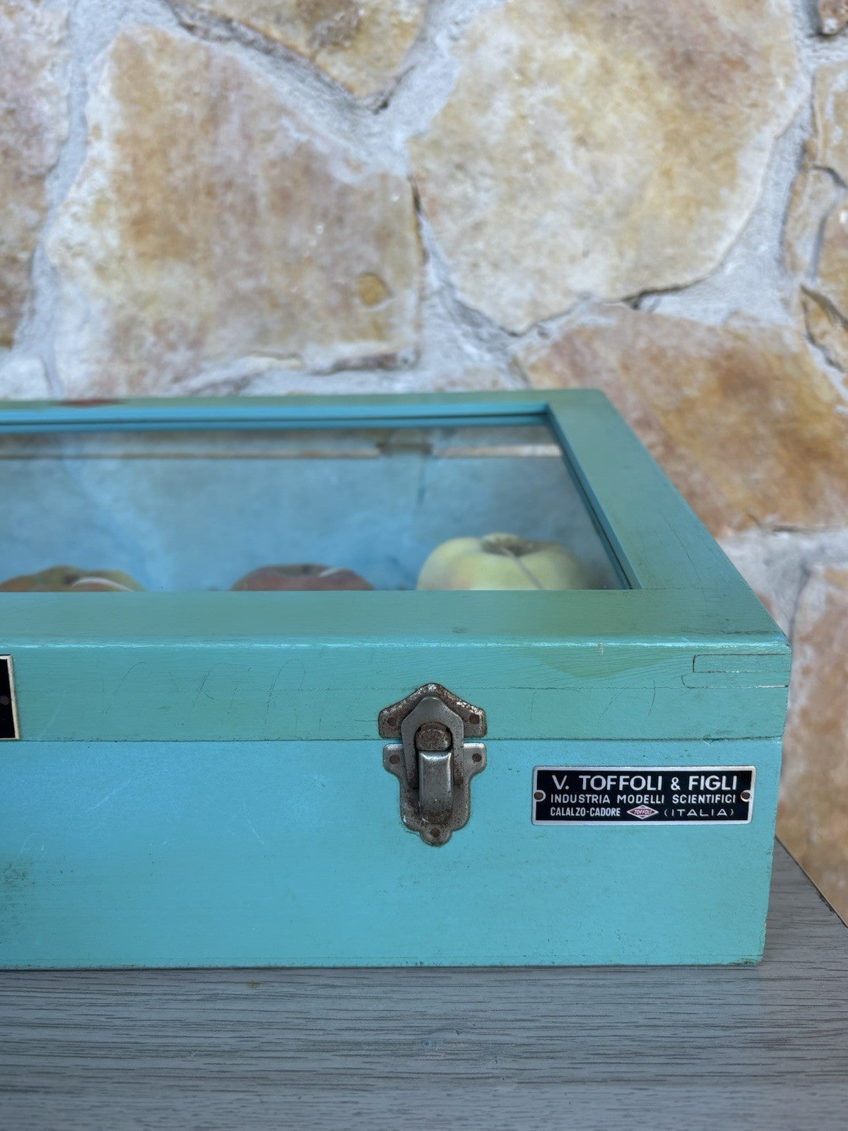 Modello Didattico -Principali Varietà Di Mele- Toffoli E Figli