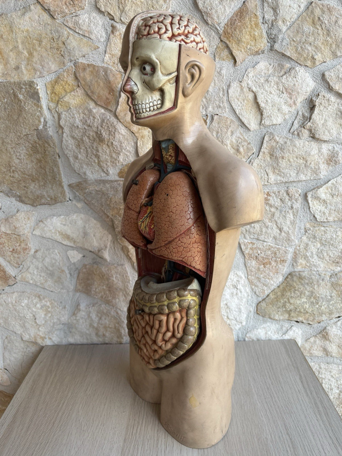 Modello Didattico Scientifico Busto Paravia