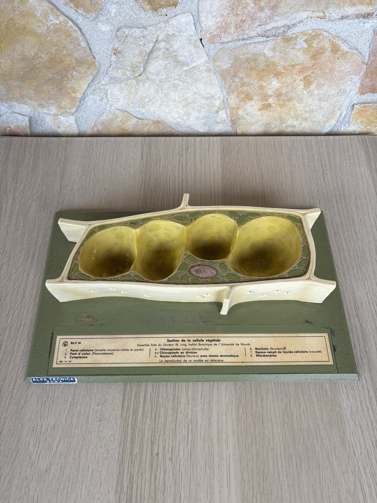 Modello Didattico Scientifico Somso Made In Germany -Cellule Vegetali-