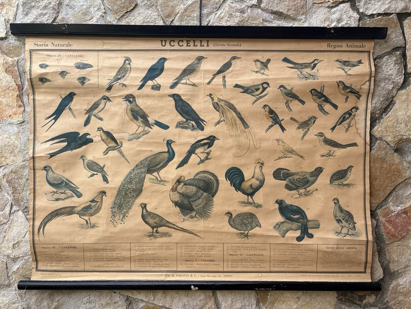 Tavola Parietale Vintage Paravia, Uccelli