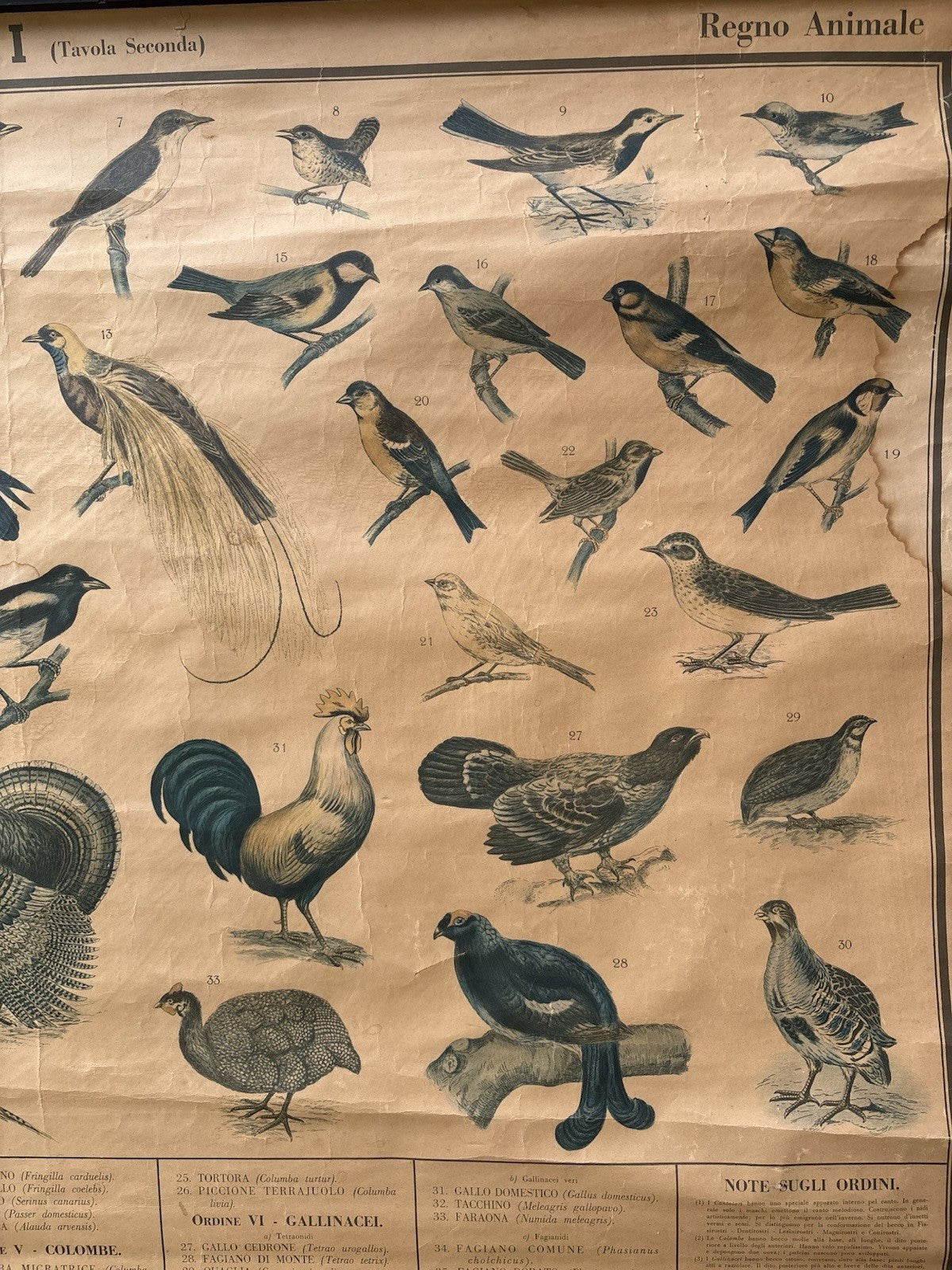 Tavola Parietale Vintage Paravia, Uccelli