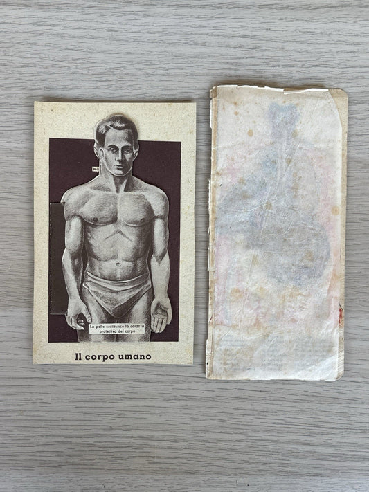 Stampe, Illustrazioni- Anatomia Del Corpo Umano Vintage
