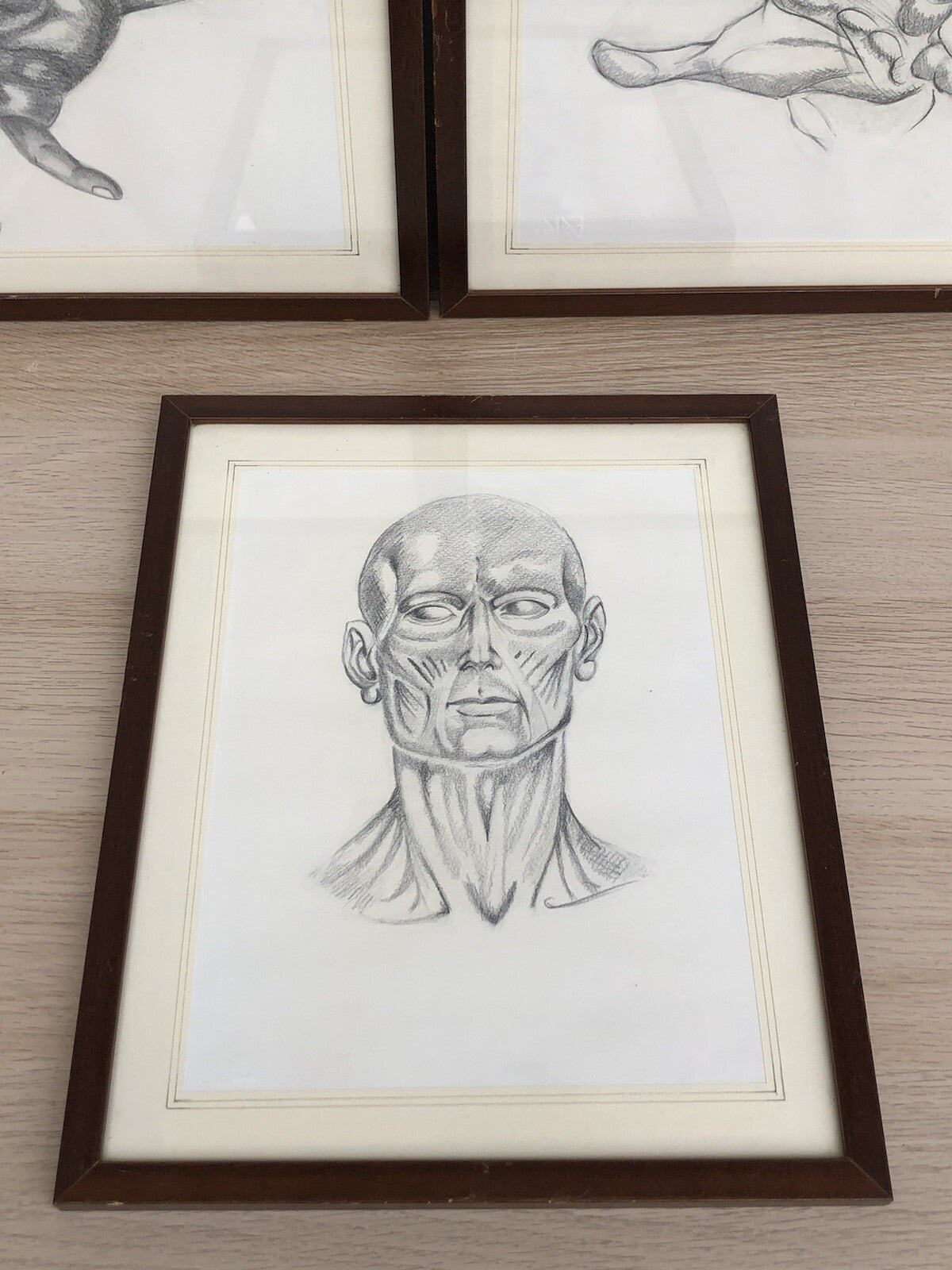 Quadri Vintage Con Disegni Anatomici
