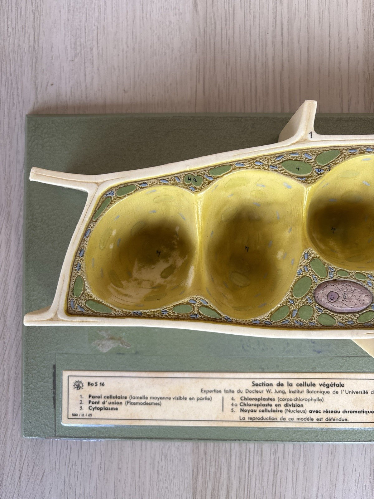 Modello Didattico Scientifico Somso Made In Germany -Cellule Vegetali-