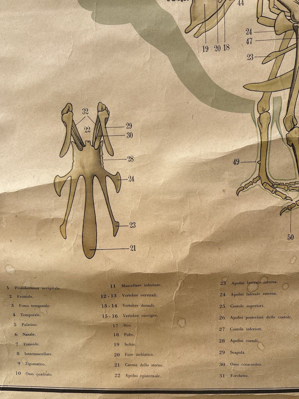 Tavola Parietale Vintage Paravia, Anatomia Gallina