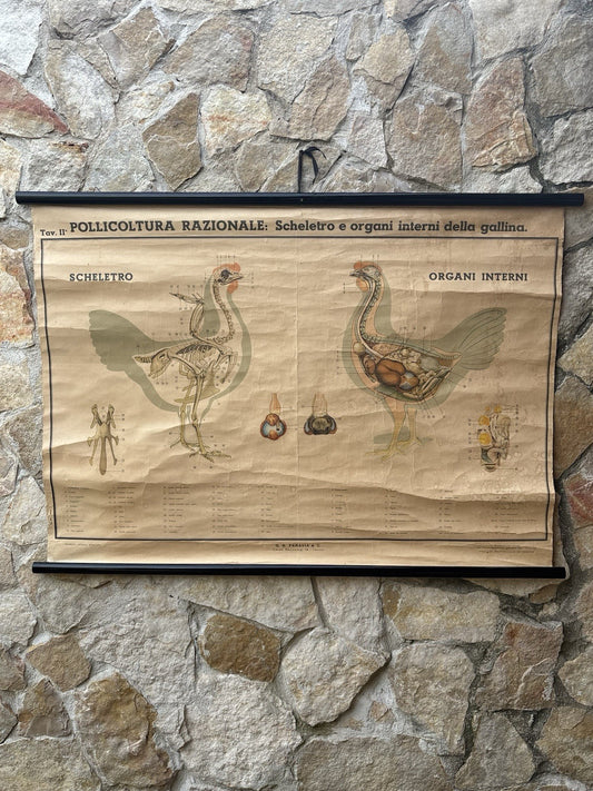 Tavola Parietale Vintage Paravia, Anatomia Gallina