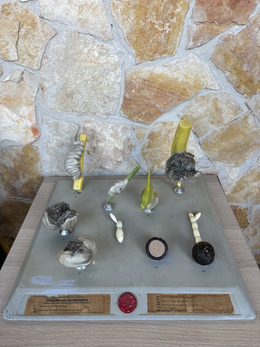 Modello Didattico, Scientifico E Botanico Paravia Vintage