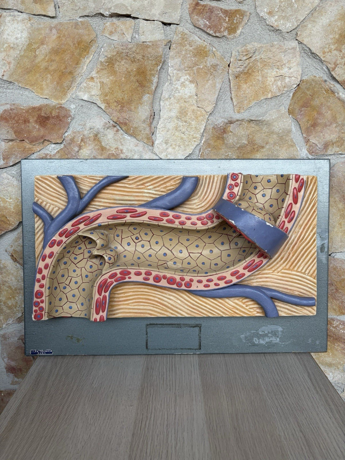 Modello Didattico Vintage - Arteria-