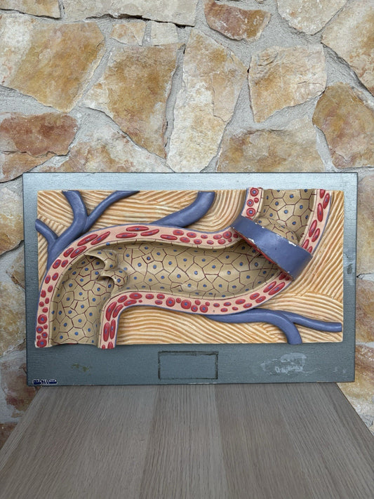 Modello Didattico Vintage - Arteria-