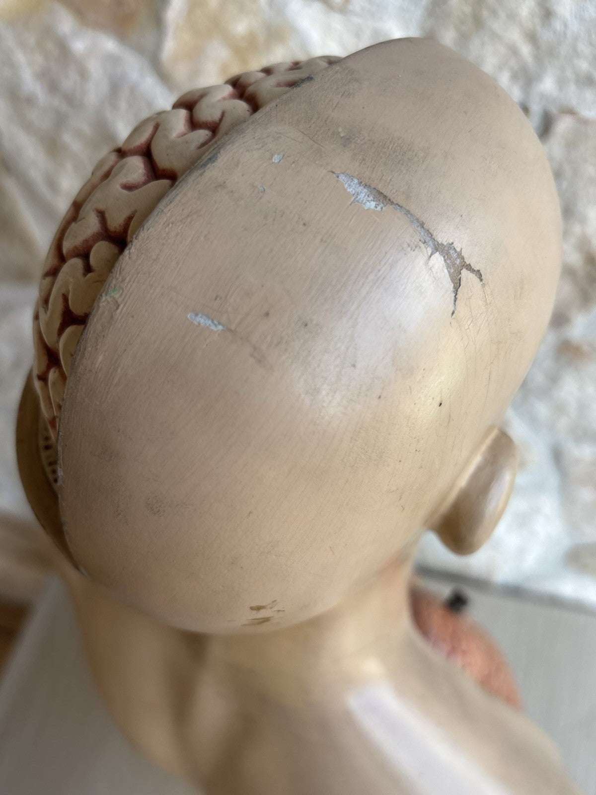 Modello Didattico Scientifico Busto Paravia