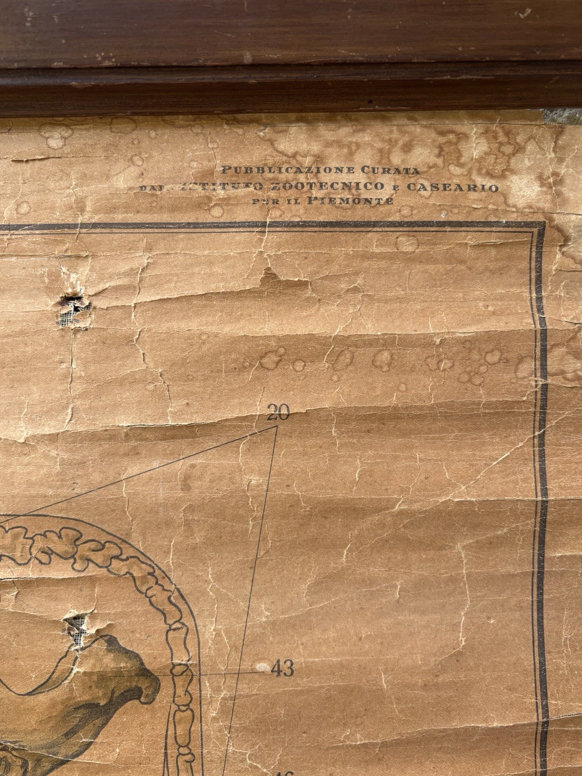 Tavola Parietale Vintage Paravia, La Vacca