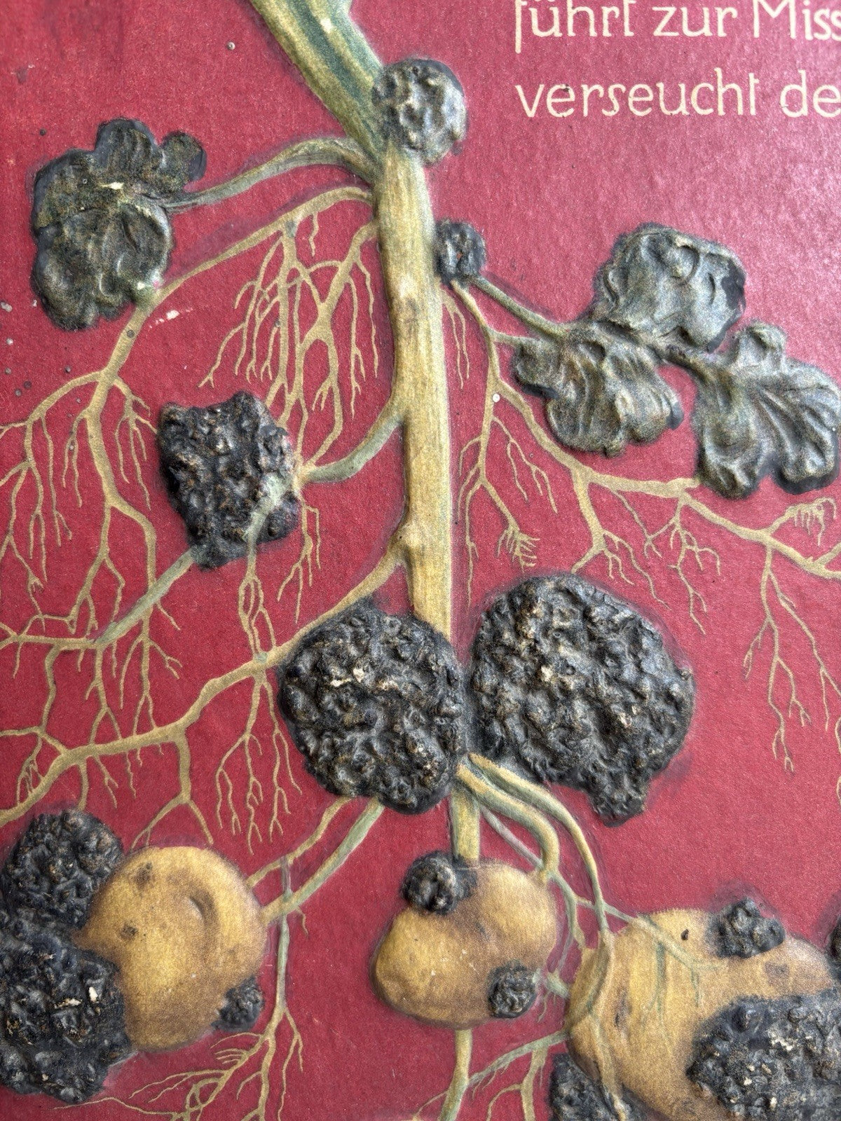 Pannello Modello Didattico Vintage -Malattia Della Patata, rogna verrucosa-