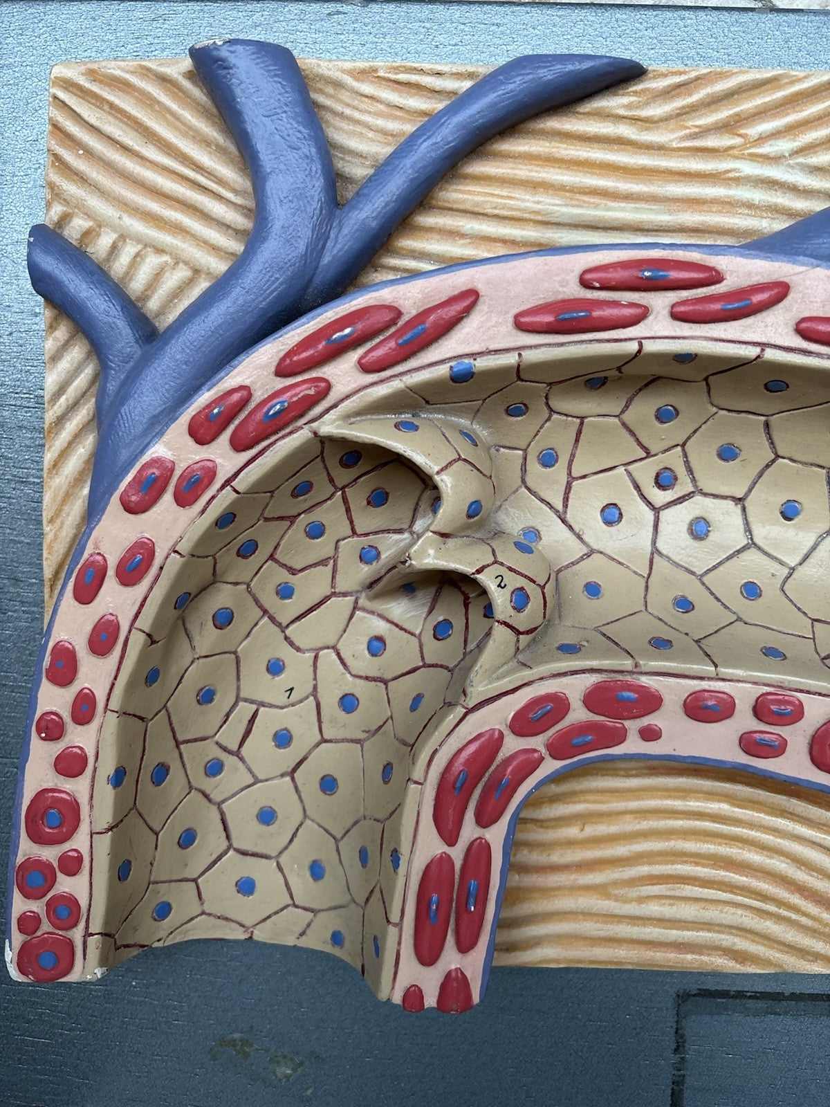 Modello Didattico Vintage - Arteria-