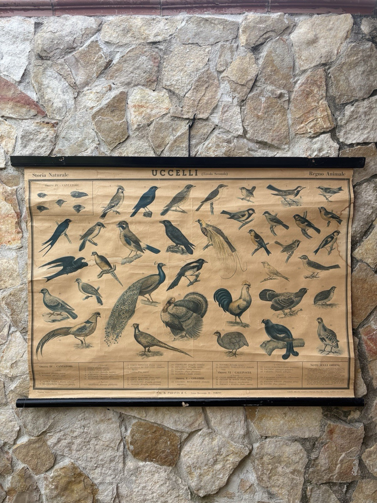 Tavola Parietale Vintage Paravia, Uccelli