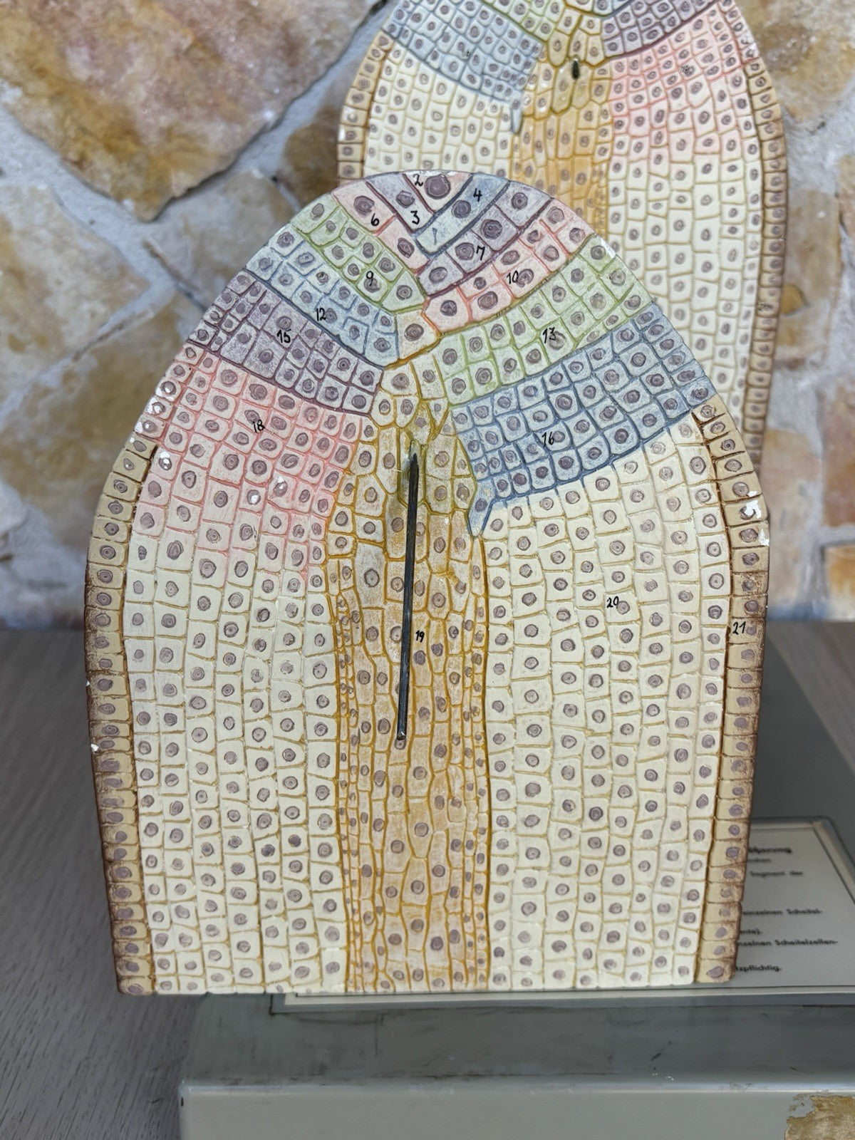 Modello Didattico/ Botanico, Somso Made In Germany