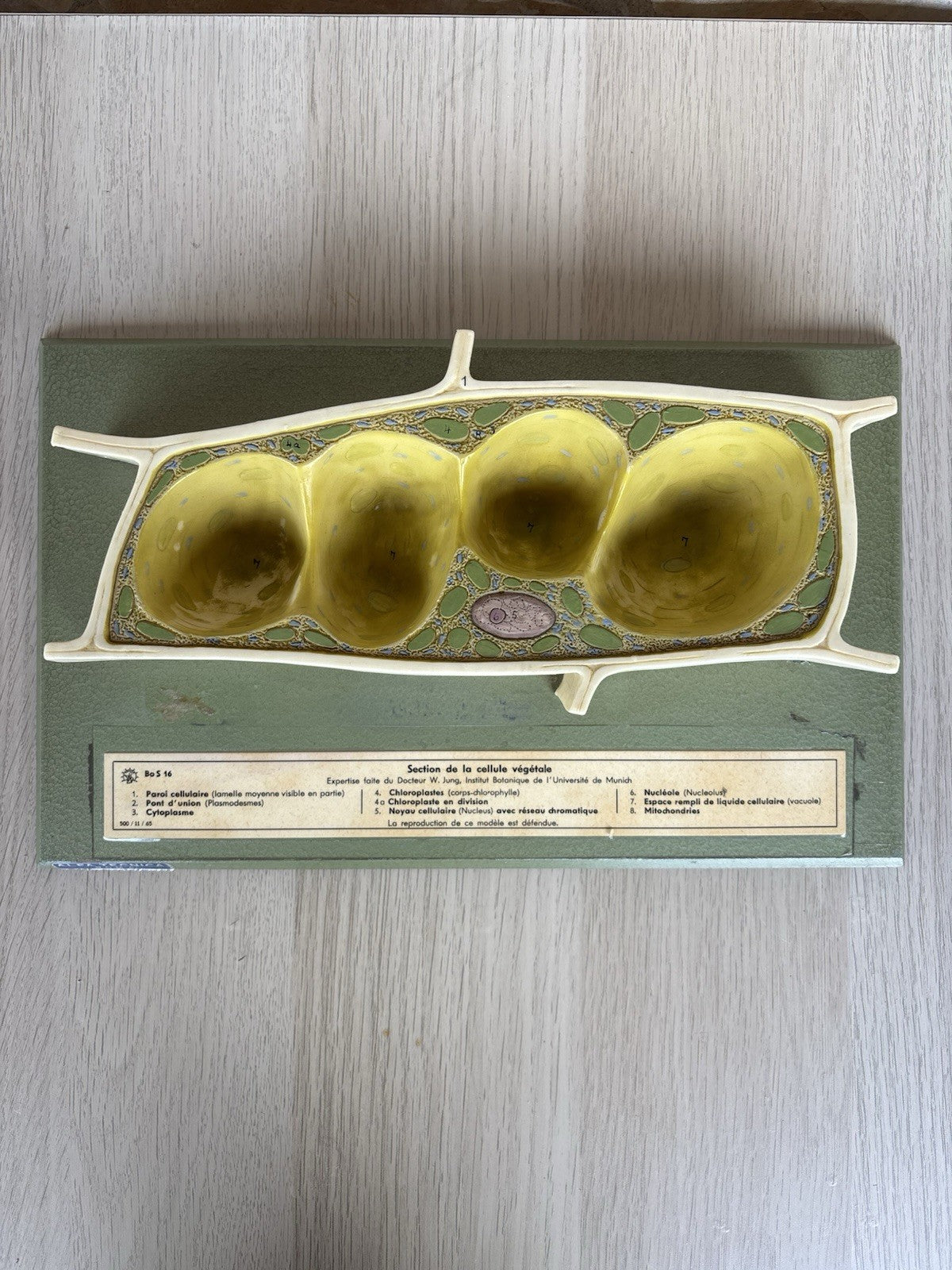 Modello Didattico Scientifico Somso Made In Germany -Cellule Vegetali-