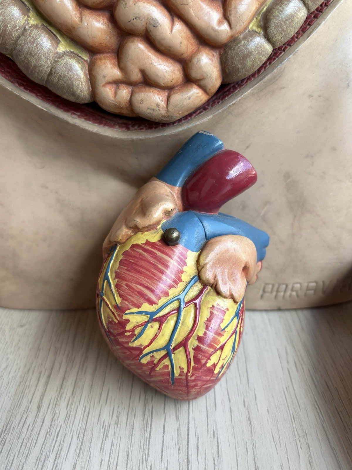 Modello Didattico Scientifico Busto Paravia