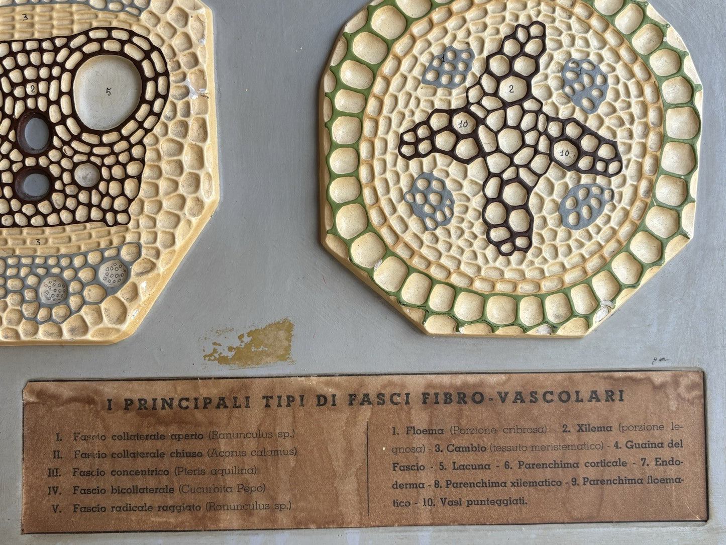 Modello Didattico, Scientifico E Botanico Paravia Vintage