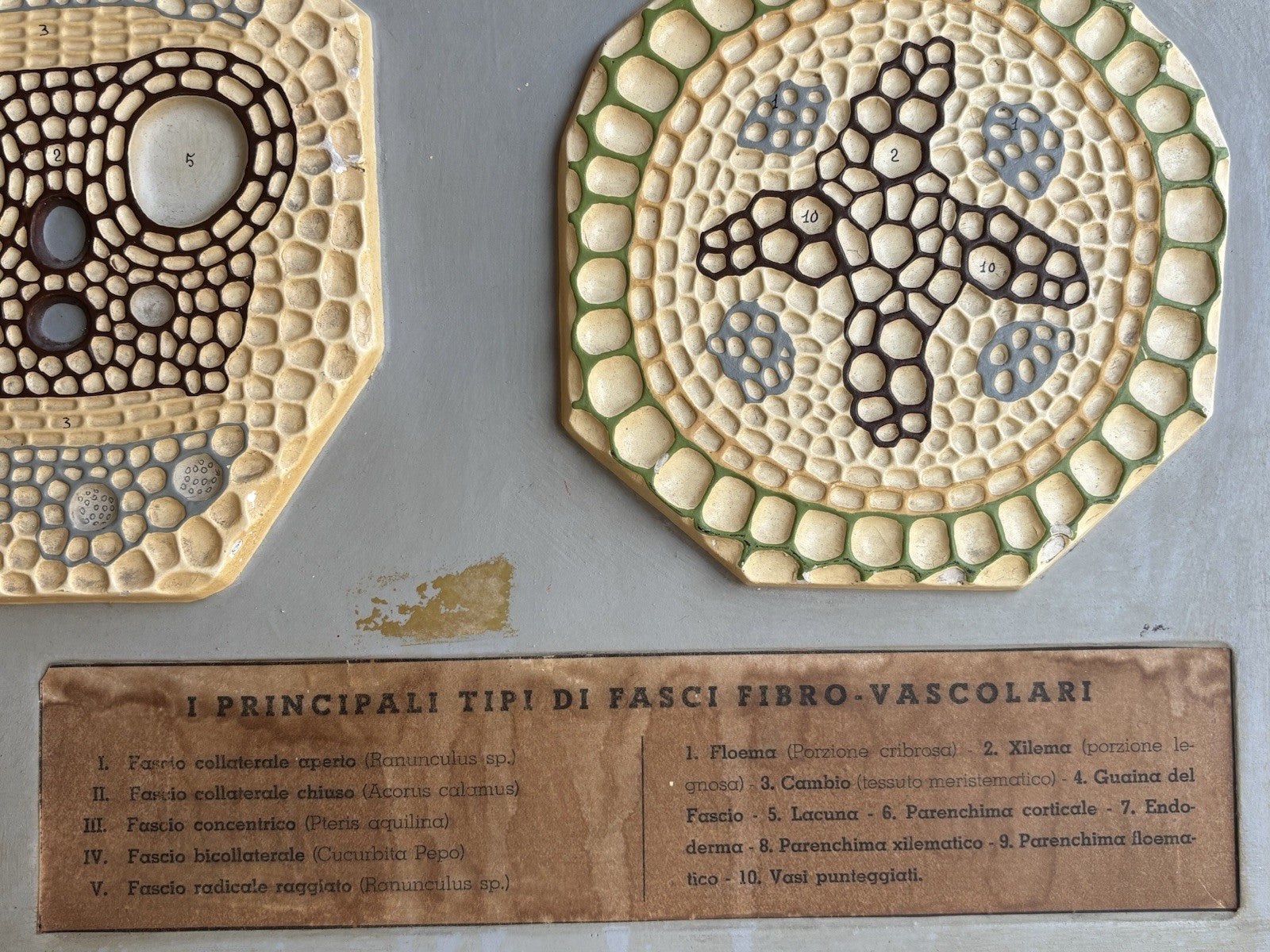 Modello Didattico, Scientifico E Botanico Paravia Vintage