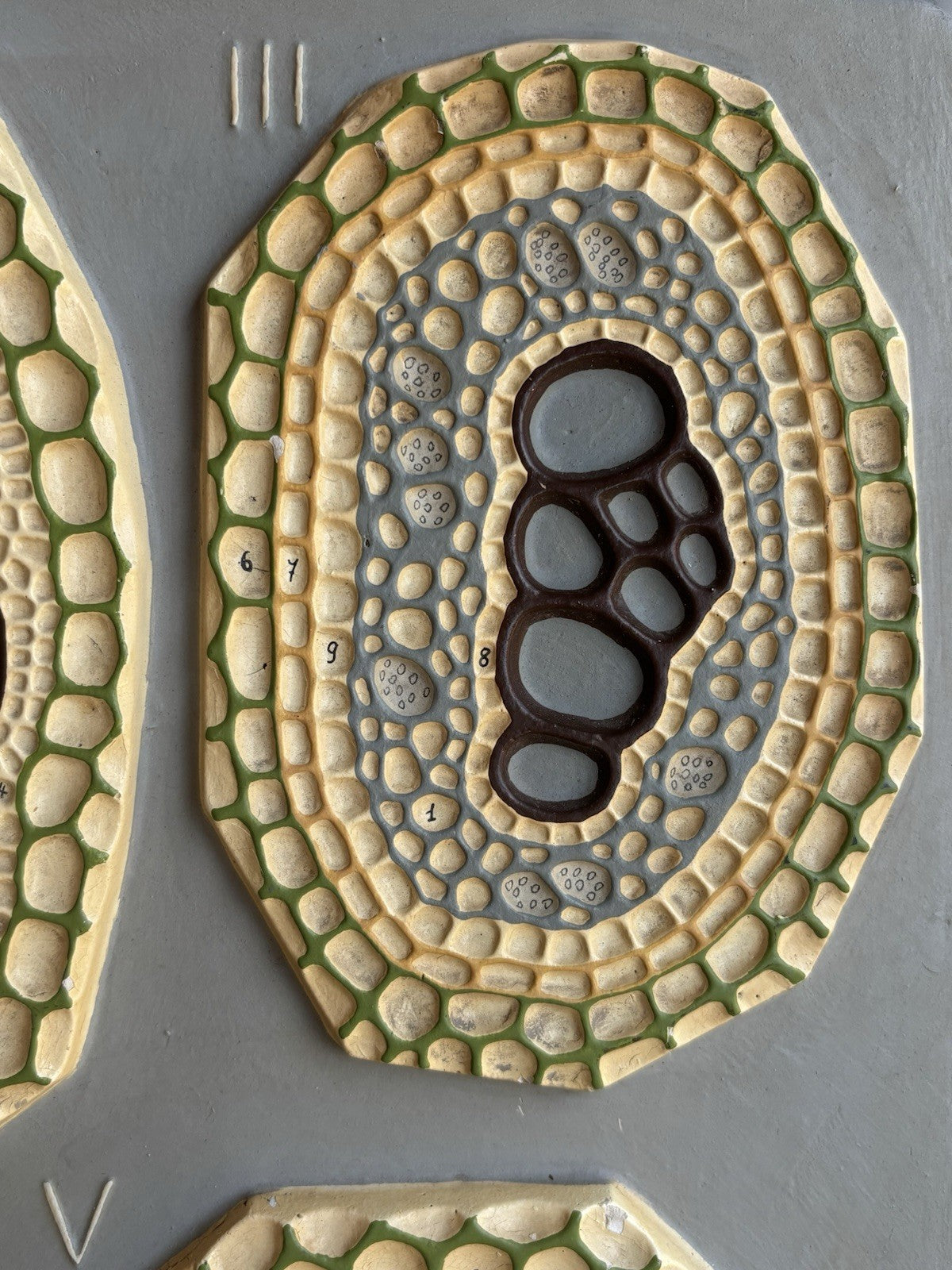 Modello Didattico, Scientifico E Botanico Paravia Vintage