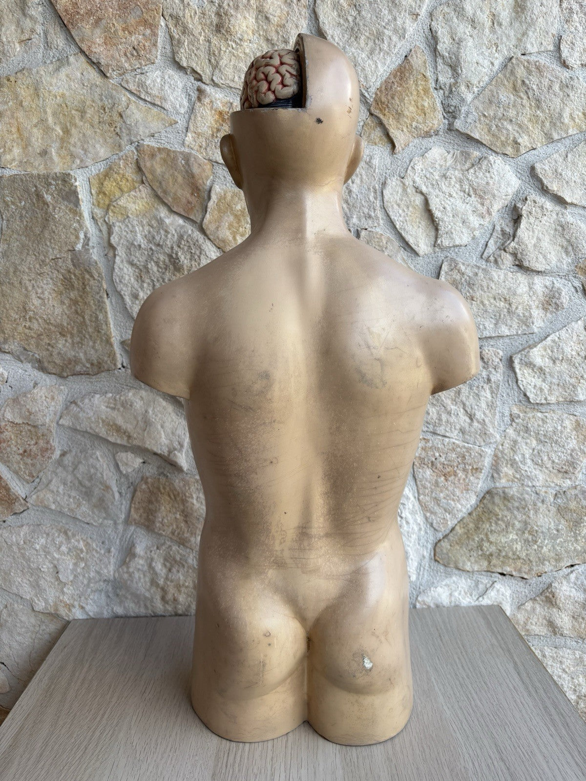 Modello Didattico Scientifico Busto Paravia